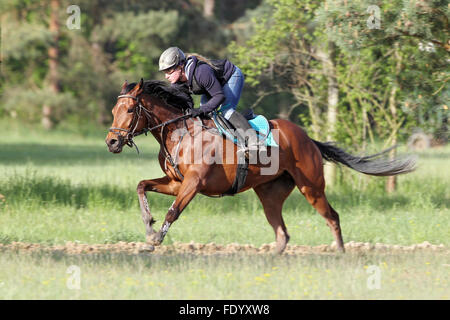 Neuenhagen, Allemagne, Cheval et cavalier pendant un matin, entraînement sur l'Boll Ensdorfer Banque D'Images