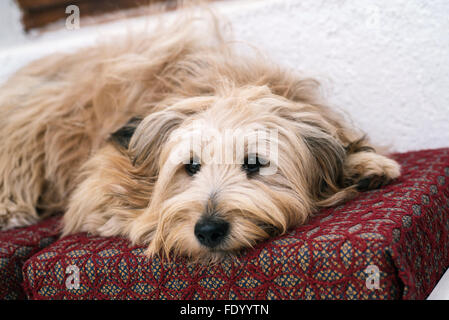 Cute dog in house reposant Banque D'Images