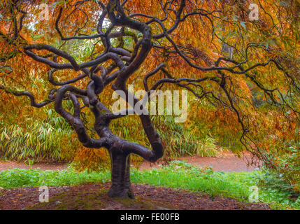 Jardin de Kubota, Seattle, WA : tronc et branches d'un petit érable du Japon à feuilles dans la couleur de l'automne Banque D'Images