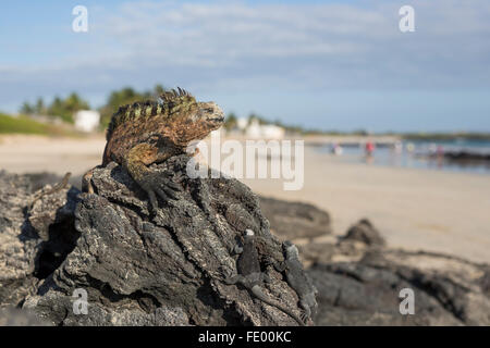 Iguane marin à bronzer sur la plage à l'île Isabela, Galapagos, Equateur. Banque D'Images