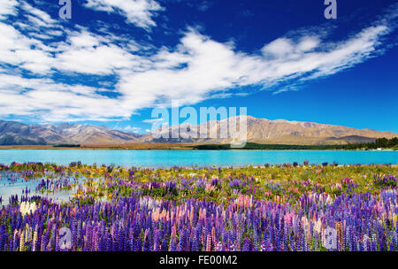 Paysage de montagne avec lac et fleurs, Nouvelle-Zélande Banque D'Images