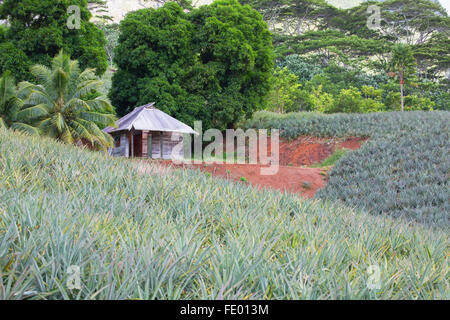 Plantation d'ananas dans la vallée de Paopao, Mo'orea, îles de la société, Polynésie Française Banque D'Images