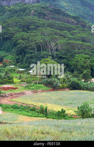 Plantation d'ananas dans la vallée de Paopao, Mo'orea, îles de la société, Polynésie Française Banque D'Images