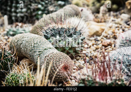 Divers cactus dans la serre. Sceme naturel gros plan. Espèce de sable. Banque D'Images