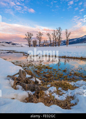 Le Parc National de Yellowstone, WY : peupliers sur la Lamar River reflétant au coucher du soleil Banque D'Images