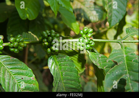 Les grains de café vert sur la branche. L'Ouganda. Banque D'Images