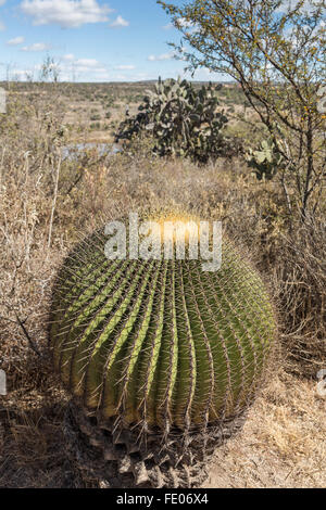 Cactus poussant dans la El Charco del Ingenio Jardin Botanique à San Miguel de Allende, Mexique. La réserve écologique est la plus importante au Mexique. Banque D'Images