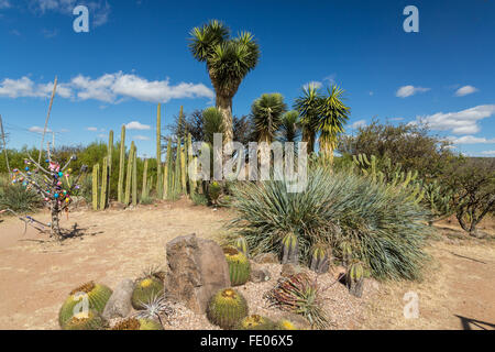 Cactus poussant dans la El Charco del Ingenio Jardin Botanique à San Miguel de Allende, Mexique. La réserve écologique est la plus importante au Mexique. Banque D'Images