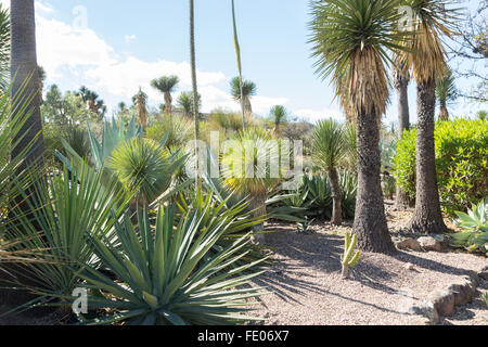 Cactus et yucca plantes croissant dans l'El Charco del Ingenio Jardin Botanique à San Miguel de Allende, Mexique. La réserve écologique est la plus importante au Mexique. Banque D'Images