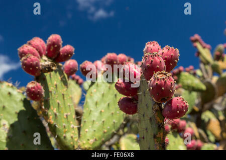 Cactus poussant dans le El Charco del Ingenio Jardin Botanique à San Miguel de Allende, Mexique. La réserve écologique est la plus importante au Mexique. Banque D'Images