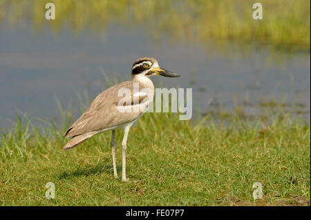 Grande Pierre (Esacus recurvirostris courlis-) debout sur sol herbeux, le Parc National de Bundala, Sri Lanka, Mars Banque D'Images