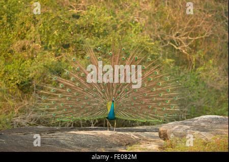 Pavo cristatus (paons indiens) masculin afficher, parc national de Yala, au Sri Lanka, Mars Banque D'Images