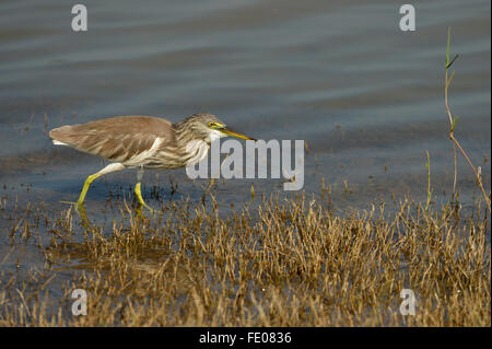 Indian Pond-héron ou Paddybird (Ardeola grayii) Balade en eau peu profonde, le parc national de Yala, au Sri Lanka, Mars Banque D'Images