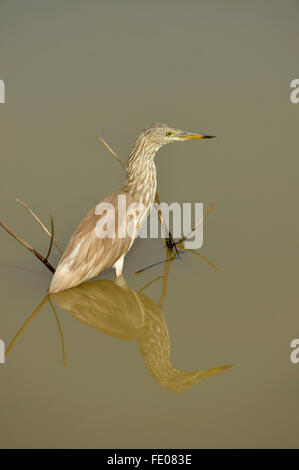 Indian Pond-héron ou Paddybird (Ardeola grayii) debout immobile dans l'eau, Parc national de Yala, au Sri Lanka, Mars Banque D'Images