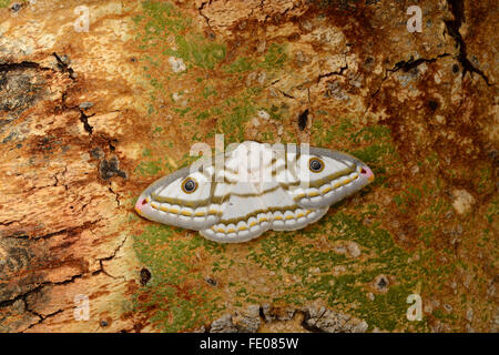 L'Empereur marbré Espèce (Heniocha dyops) femelle adulte au repos sur tronc d'arbre, Lusaka, Zambie, Novembre Banque D'Images