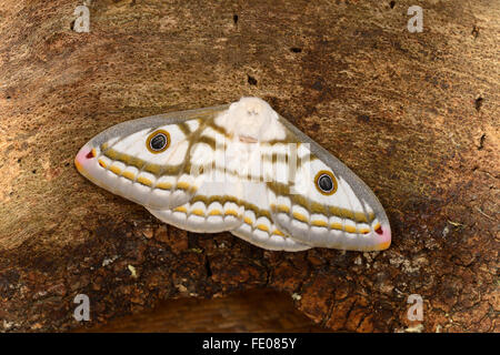 L'Empereur marbré Espèce (Heniocha dyops) femelle adulte au repos sur tronc d'arbre, Lusaka, Zambie, Novembre Banque D'Images