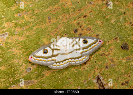 L'Empereur marbré Espèce (Heniocha dyops) femelle adulte au repos sur tronc d'arbre, Lusaka, Zambie, Novembre Banque D'Images