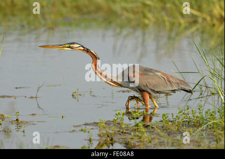 Héron pourpré (Ardea purpurea) marcher dans l'eau profonde, le Parc National de Bundala, Sri Lanka, Mars Banque D'Images