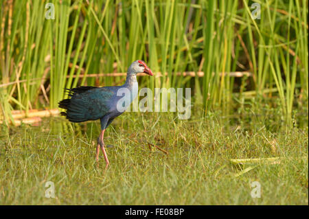 Purple Swamp Hen (Porphyrio poliocephalus) Comité permanent en eau peu profonde, le Parc National de Bundala, Sri Lanka, Mars Banque D'Images