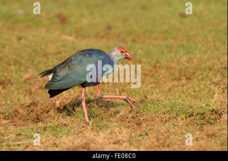 Purple Swamp Hen (Porphyrio poliocephalus) marche sur sol herbeux, le Parc National de Bundala, Sri Lanka, Mars Banque D'Images