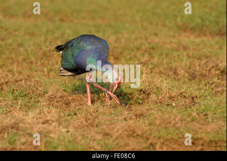 Purple Swamp Hen (Porphyrio poliocephalus) marche sur terrain herbeux, observe le même pied, le Parc National de Bundala, Sri Lanka, Mars Banque D'Images