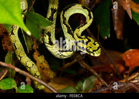 Pit Viper-sri-lankais (Trimeresurus trigonocephalus) la réserve forestière de Sinharaja, Sri Lanka, Mars Banque D'Images