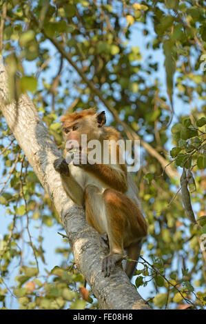 Toque commune (sinica sinica) sitting in tree eating gousse, le Parc National de Bundala, Sri Lanka, Mars Banque D'Images