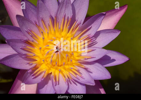 Blue Star Nénuphar (Nymphaea nouchali) fleur nationale du Sri Lanka, Udawalwe, Sri Lanka, Mars Banque D'Images