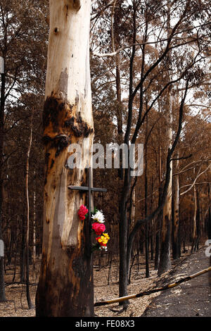 Bush australien Australian bush,les dommages causés par l'incendie après l'incendie,poster australian bush fire, Banque D'Images
