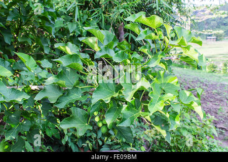 Jatropha curcas Banque D'Images