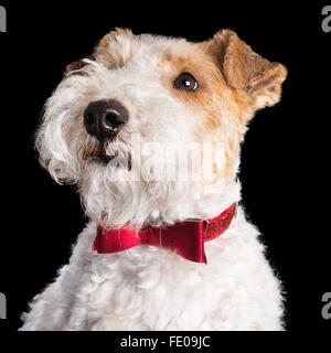 Wire fox terrier avec un nœud Papillon rouge, portrait sur un fond noir. Banque D'Images