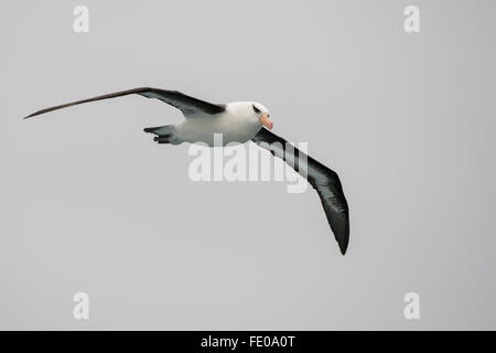 La NOUVELLE ZELANDE, le sud de l'océan, l'île Campbell aka Moto Ihupuku, une île subantarctique. Campbell en vol d'albatros. Banque D'Images