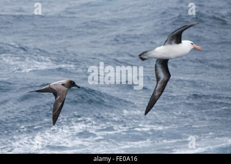 La NOUVELLE ZELANDE, le sud de l'océan, l'île Campbell aka Moto Ihupuku, une île subantarctique. Albatros de Campbell en vol (R). Banque D'Images