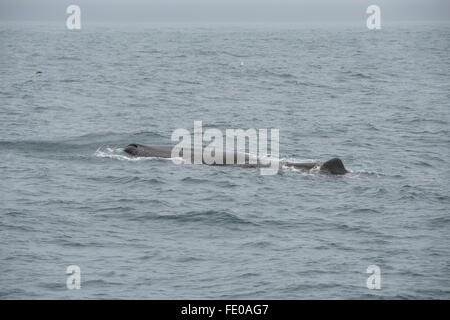 Nouvelle Zélande, île du Sud, Kaikoura. Homme cachalot (Physeter macrocephalus) aka cachalot, la plus grande des baleines à dents. Banque D'Images