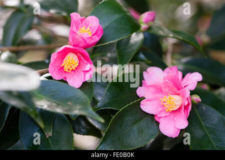 Petites fleurs roses du début de l'arbuste en fleurs de Camellia cuspidata x japonica 'Cornish Spring' Banque D'Images