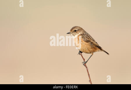 Saxicola torquata Stonechat,, UK Banque D'Images