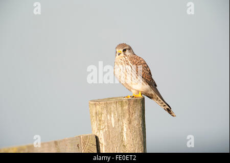 Faucon crécerelle, Falco tinnunculus, UK Banque D'Images