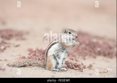 Spermophile de barbarie, Fuerteventura, Îles Canaries Banque D'Images