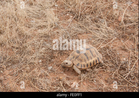 Spur Thighed, tortue Testudo graeca, Maroc Banque D'Images