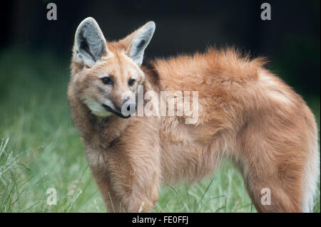 Le loup à crinière, Chrysocyon brachyurus, Amérique du Sud Banque D'Images