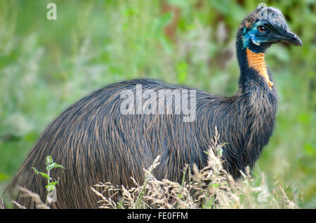 À Col d'Or Northern Cassowary, Casuarius unappendiculatus aurantiaca, Banque D'Images