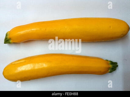 Cucurbita pepo, jaune courgettes cultivar, fruits cylindriques jaune or pâle, chair blanche, légume cuit Banque D'Images