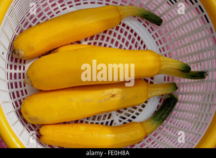 Cucurbita pepo, jaune courgettes cultivar, fruits cylindriques jaune or pâle, chair blanche, légume cuit Banque D'Images