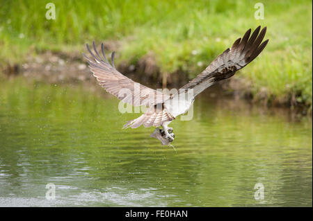 Osprey capture de poissons dans le lac, Pandion haliaetus, Kangasala, Finlande Banque D'Images