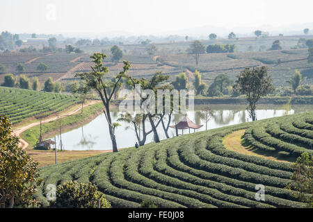 Plantations de thé Banque D'Images