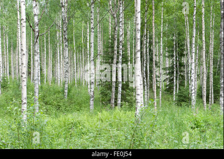 Bouleau blanc Betula pendula, forestiers, Finlande Banque D'Images