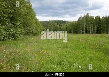 Wild Meadow Field, Finlande Banque D'Images