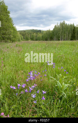 Wild Meadow Field, Finlande Banque D'Images