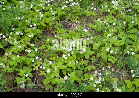 Les fraises des bois, Fragaria vesca, Sujonenjoki, nr Kuopio Finlande Banque D'Images