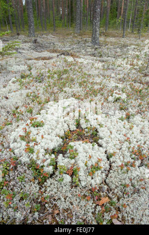 Lichen des rennes, Cladonia rangiferina, Hiidenportti Parc National, Finlande Banque D'Images